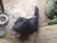 Rabito 