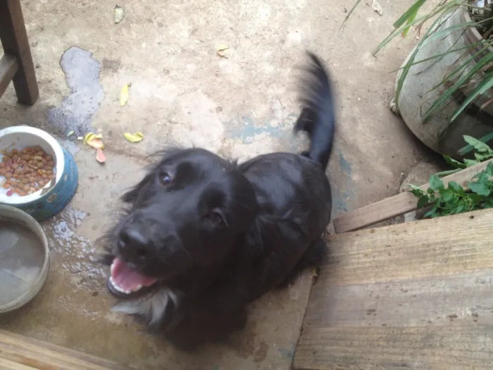 Cachorro ra a Cocker  idade 1 ano nome Rabito 