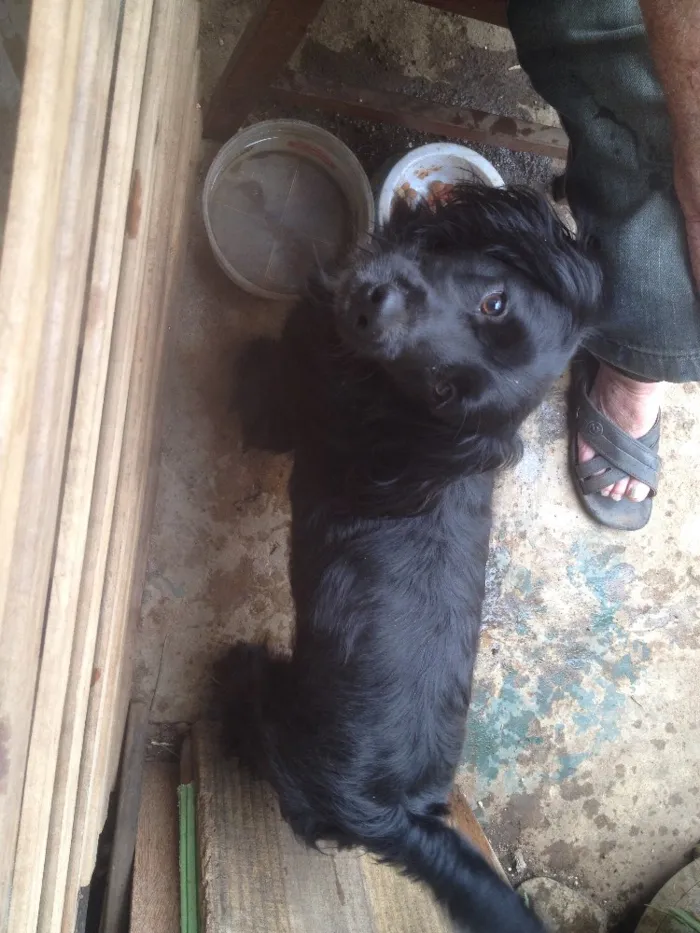 Cachorro ra a Cocker  idade 1 ano nome Rabito 