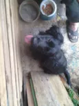 Rabito 