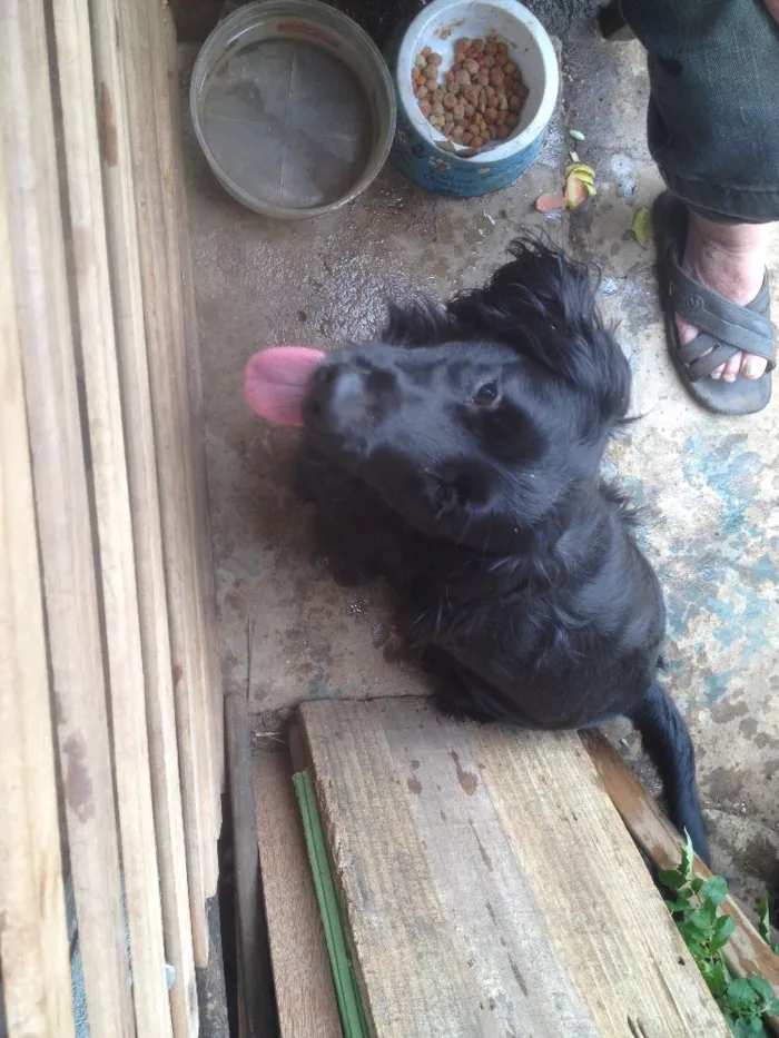 Cachorro ra a Cocker  idade 1 ano nome Rabito 