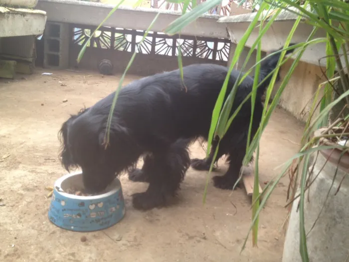 Cachorro ra a Cocker  idade 1 ano nome Rabito 
