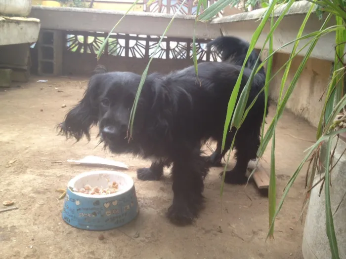 Cachorro ra a Cocker  idade 1 ano nome Rabito 