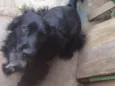 Rabito