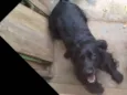 Rabito