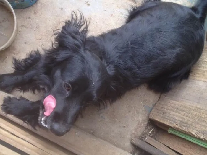 Cachorro ra a Cocker  idade 1 ano nome Rabito 