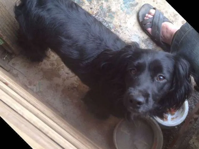 Cachorro ra a Cocker  idade 1 ano nome Rabito 