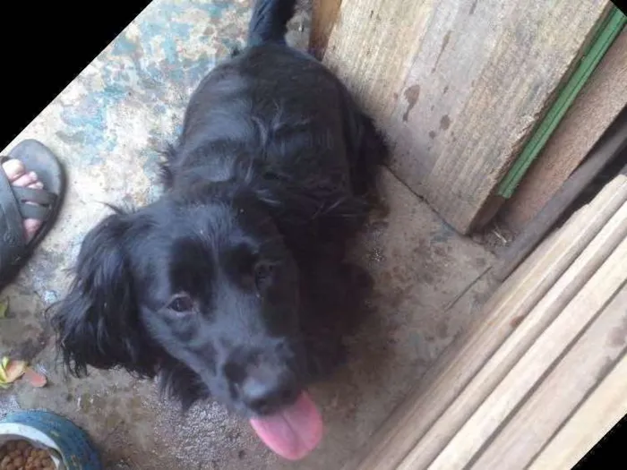 Cachorro ra a Cocker  idade 1 ano nome Rabito 