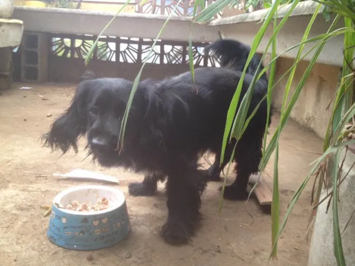 Cachorro ra a Cocker  idade 1 ano nome Rabito 