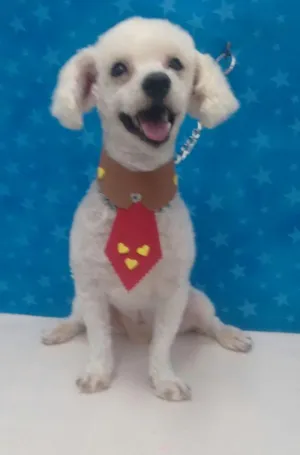 Cachorro raça Poodle idade 2 anos nome Jordan 