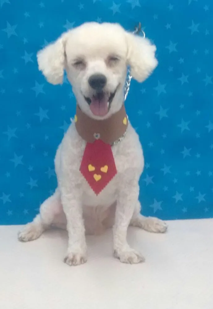 Cachorro ra a Poodle idade 2 anos nome Jordan 