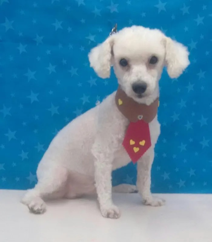Cachorro ra a Poodle idade 2 anos nome Jordan 