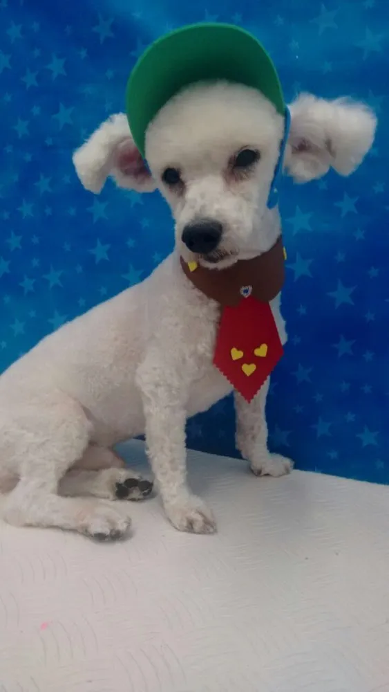 Cachorro ra a Poodle idade 2 anos nome Jordan 