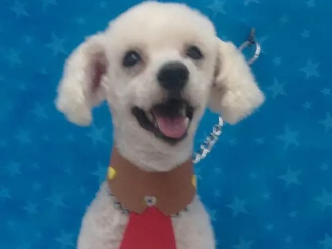Cachorro ra a Poodle idade 2 anos nome Jordan 
