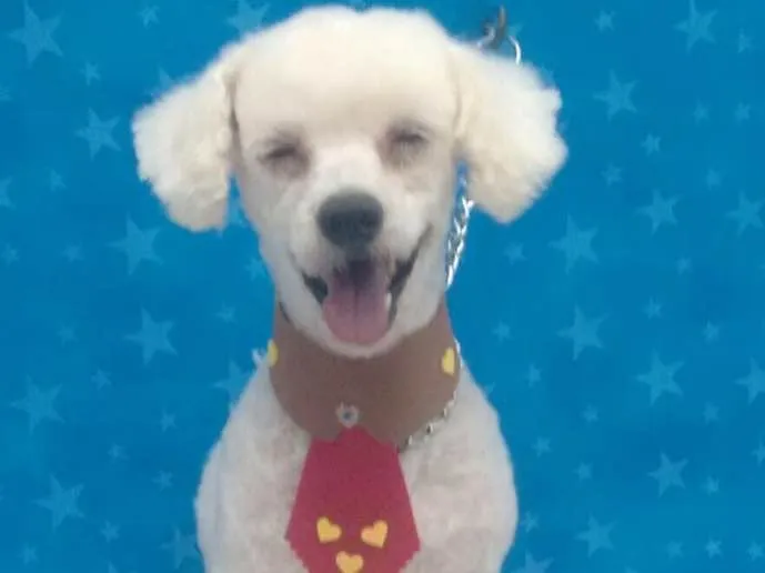 Cachorro ra a Poodle idade 2 anos nome Jordan 