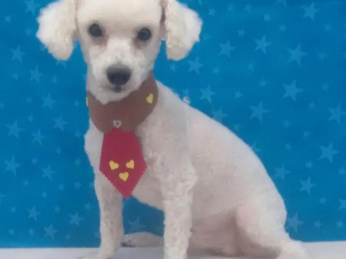 Cachorro ra a Poodle idade 2 anos nome Jordan 