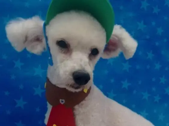 Cachorro ra a Poodle idade 2 anos nome Jordan 