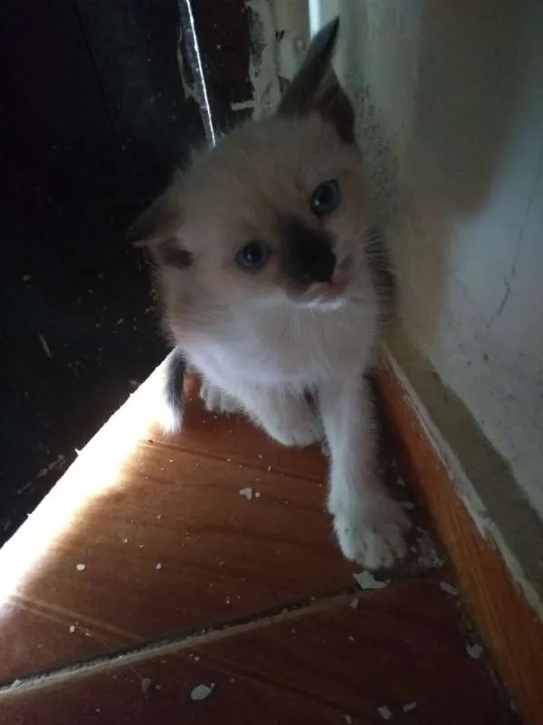 Gato raça Mestiço de siamês idade 2 a 6 meses nome Não possui nome 