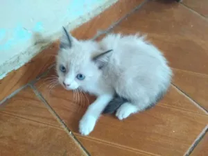 Gato raça Mestiço de siamês idade 2 a 6 meses nome Não possui nome 