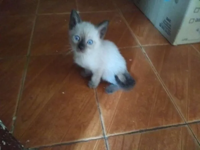 Gato raça Mestiço de siamês idade 2 a 6 meses nome Não possui nome 