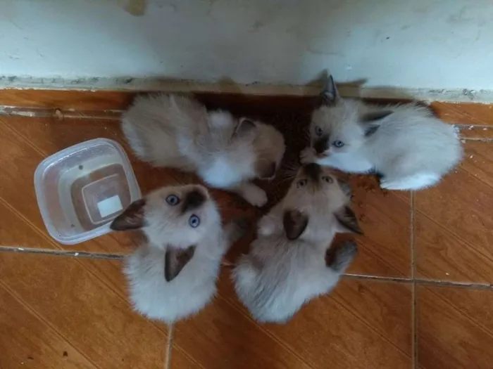 Gato raça Mestiço de siamês idade 2 a 6 meses nome Não possui nome 
