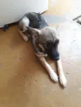 Beta