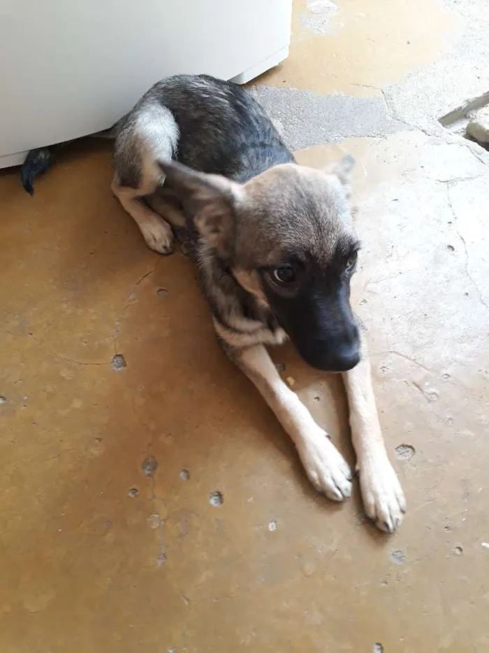 Cachorro raça Mestiça com Pastor alemão idade 2 a 6 meses nome Beta