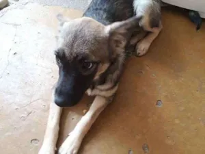 Cachorro raça Mestiça com Pastor alemão idade 2 a 6 meses nome Beta