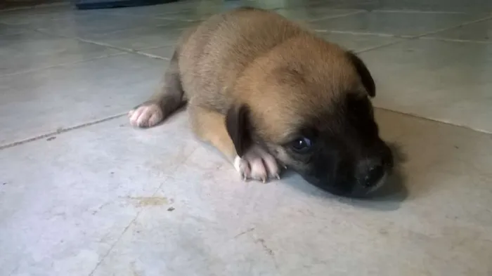 Cachorro ra a Vira lata idade Abaixo de 2 meses nome ...