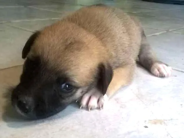 Cachorro ra a Vira lata idade Abaixo de 2 meses nome ...