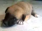 Cachorro raça Vira lata idade Abaixo de 2 meses nome ...