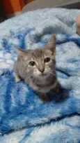Bela