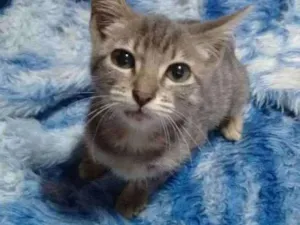 Gato raça Siamês idade 7 a 11 meses nome Bela