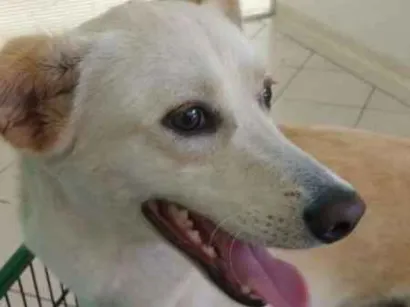 Cachorro raça SRD idade 2 anos nome Bartô