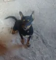 Ziggy