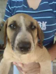 CACHORROS