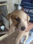 CACHORROS