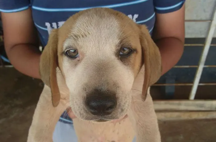 Cachorro ra a SRD idade 2 a 6 meses nome CACHORROS