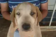 CACHORROS