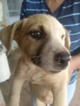 CACHORROS