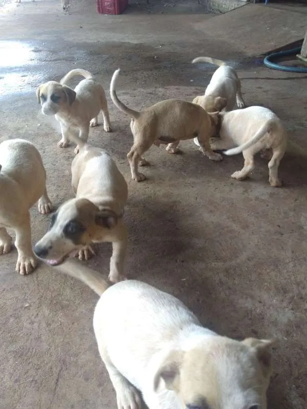 Cachorro ra a SRD idade 2 a 6 meses nome CACHORROS