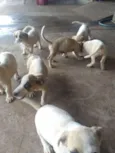 CACHORROS