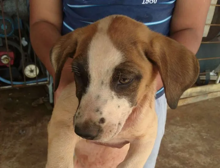 Cachorro ra a SRD idade 2 a 6 meses nome CACHORROS