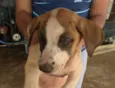 CACHORROS