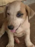 CACHORROS