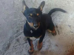 Cachorro raça Vira Lata idade 2 a 6 meses nome Ziggy