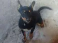 Ziggy