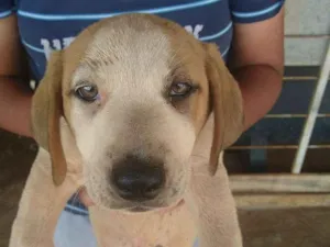 Cachorro raça SRD idade 2 a 6 meses nome CACHORROS