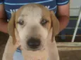 CACHORROS