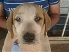 Cachorro raça SRD idade 2 a 6 meses nome CACHORROS